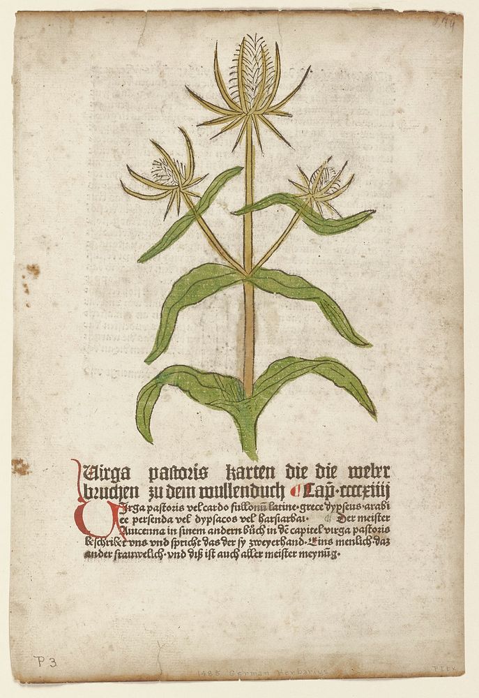 Virga Pastoris, from Gart der Gesundheit (Mainz, 1485). Original from the Minneapolis Institute of Art.