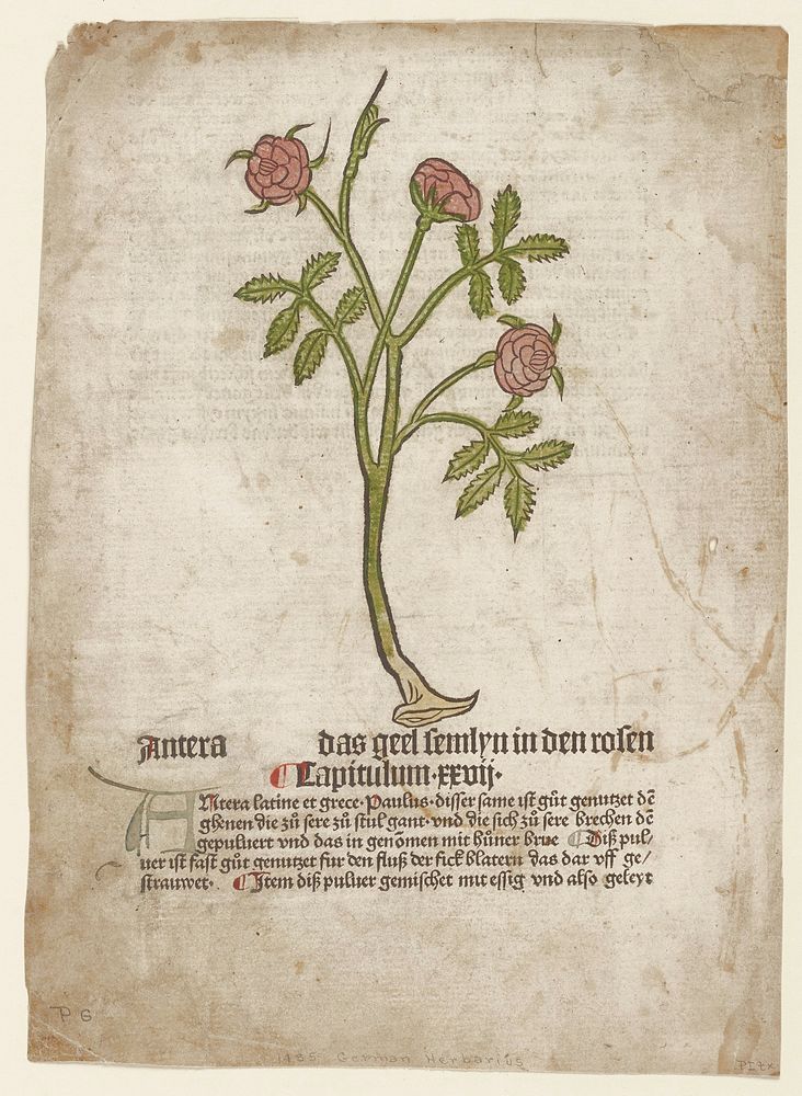Antera, from Gart der Gesundheit (Mainz, 1485). Original from the Minneapolis Institute of Art.