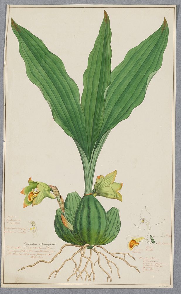 Plate 15, one of 18 hand-colored engravings of flowering plants by Sowerby. Original from the Minneapolis Institute of Art.