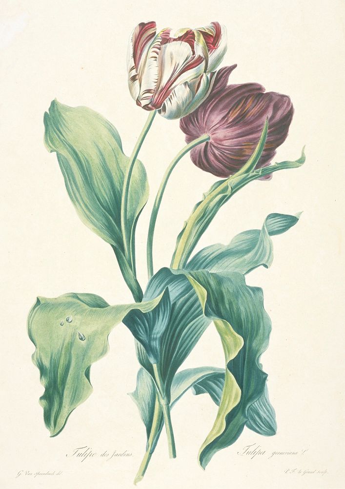 Tulipe des Jardins, from Fleurs Dessinees d'apres Nature. Original from the Minneapolis Institute of Art.