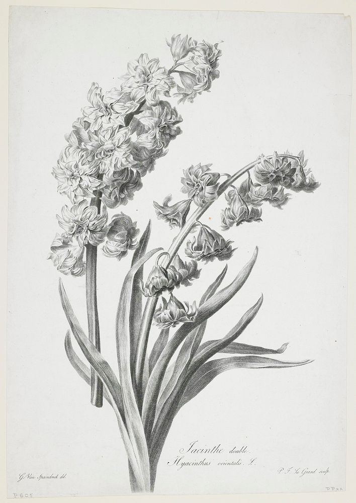 Jacinthe double, from Fleurs Dessinees d'apres Nature. Original from the Minneapolis Institute of Art.