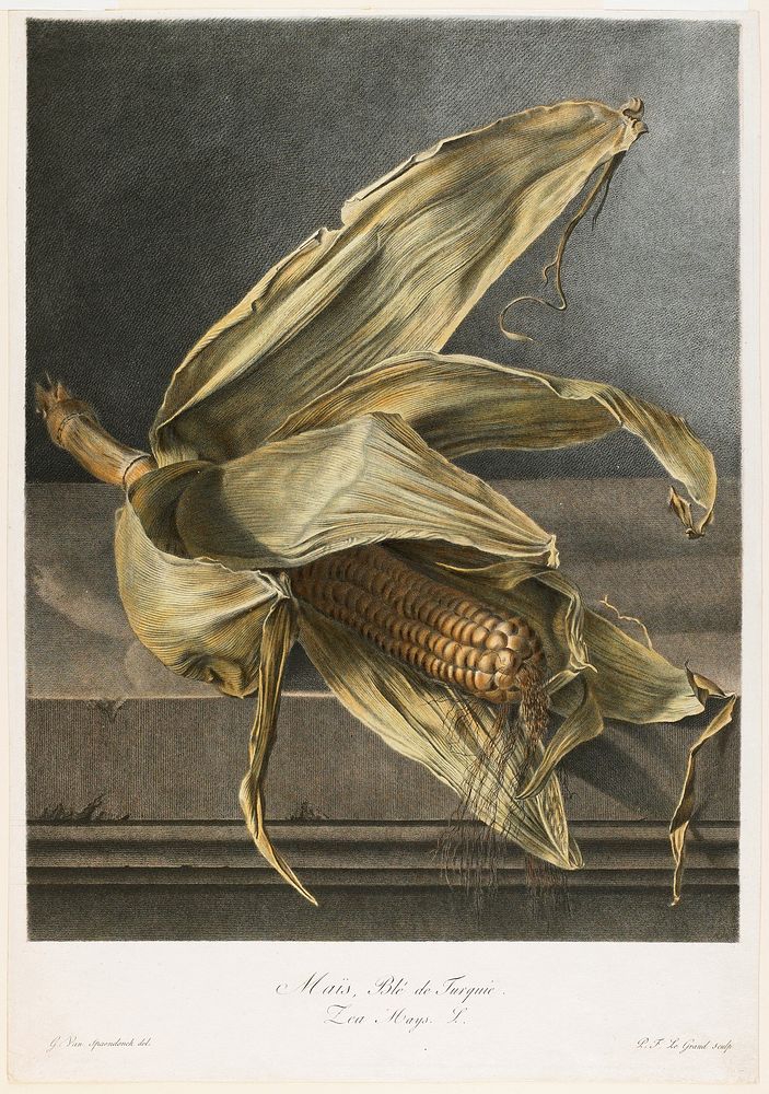 Mais, Ble de Turquie, from Fleurs Dessinees d'apres Nature. Original from the Minneapolis Institute of Art.