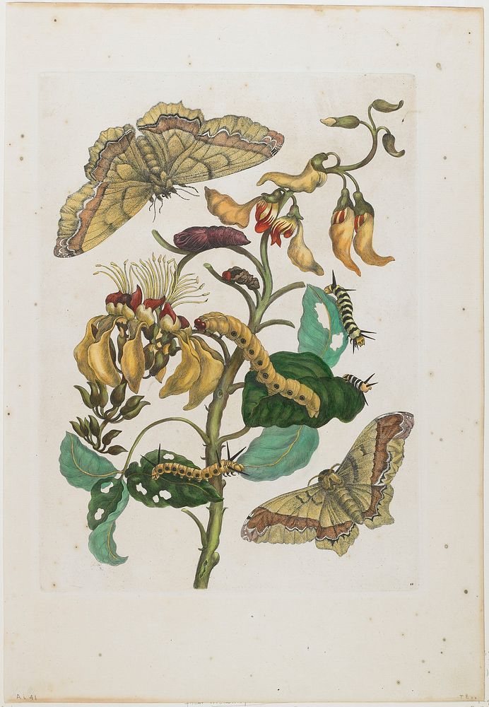 Flower Plate 11 by Maria Sibylla Merian. Original from the Minneapolis Institute of Art.