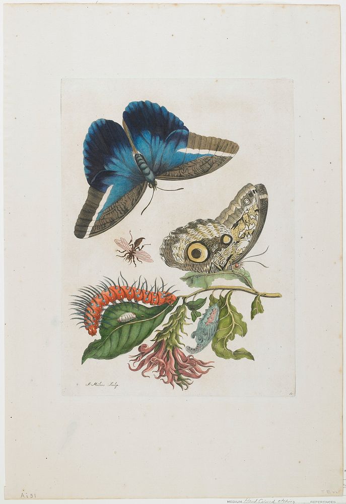 Plate 60. Original from the Minneapolis Institute of Art.