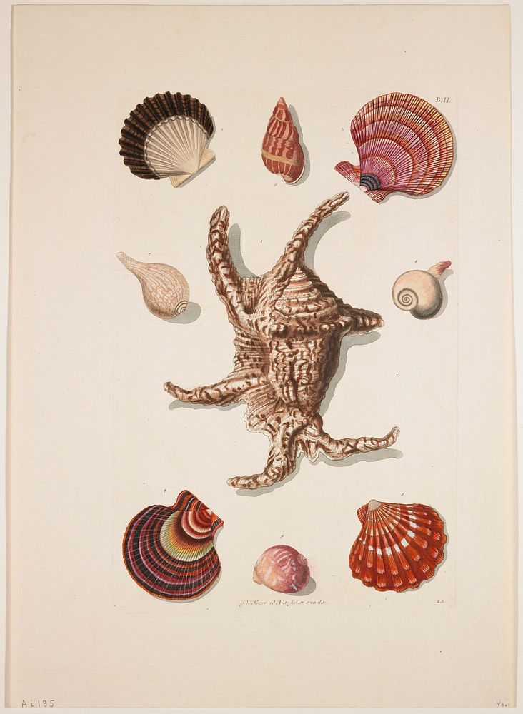 Shells. Original from the Minneapolis Institute of Art.