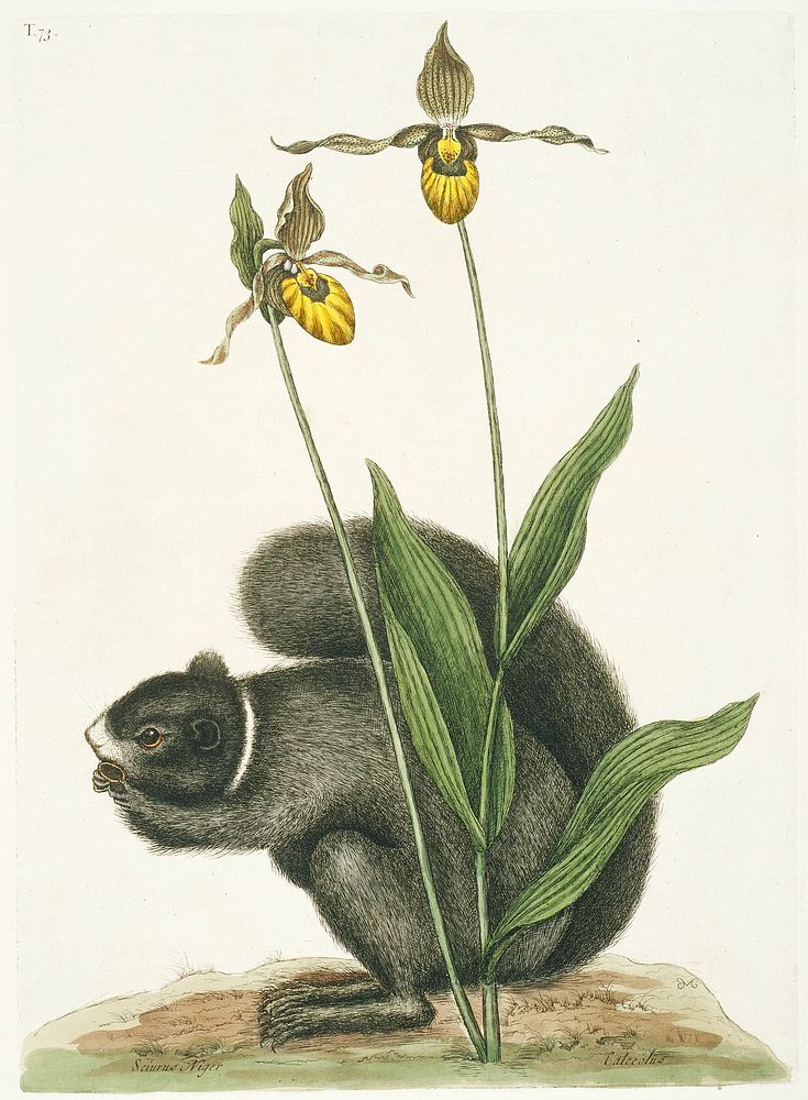 Black Squirrel (1731&ndash;1743) in high resolution by Mark Catesby. Original from The Minneapolis Institute of Art.…
