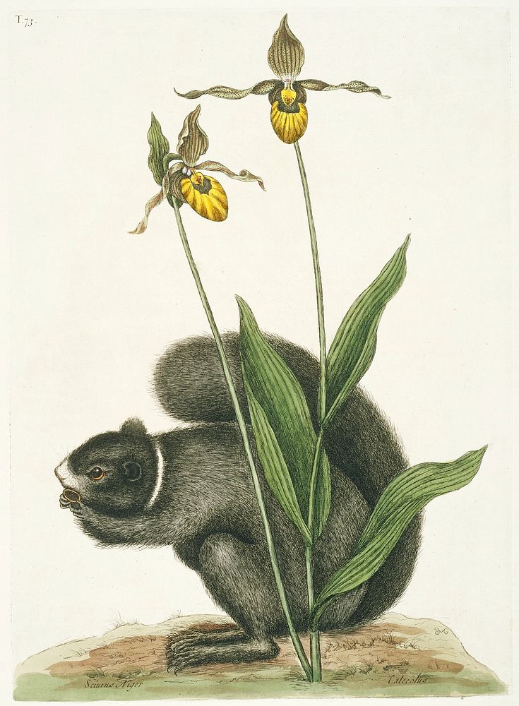 Black Squirrel (1731–1743) in high resolution by Mark Catesby. Original from The Minneapolis Institute of Art. Digitally…