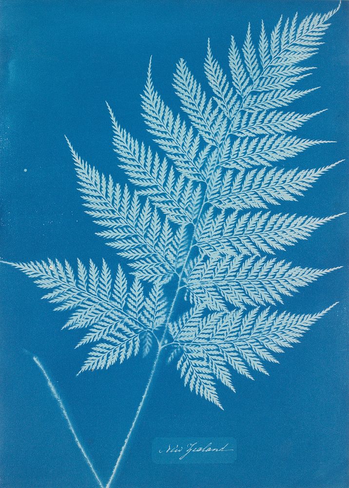 fern-like leaf frond; medium blue ground, light blue leaf frond silhouette. Original from the Minneapolis Institute of Art.