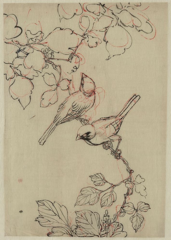 [Two birds perched on grapevines]. Original from the Library of Congress.
