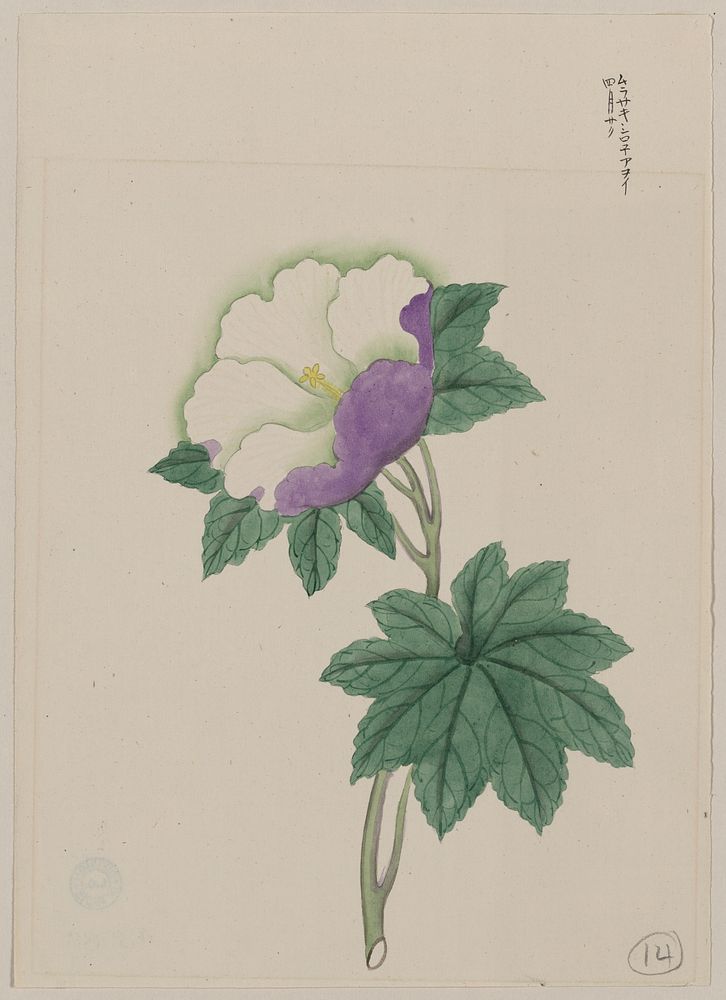 [White and purple flower on stem with green leaves]. Original from the Library of Congress.