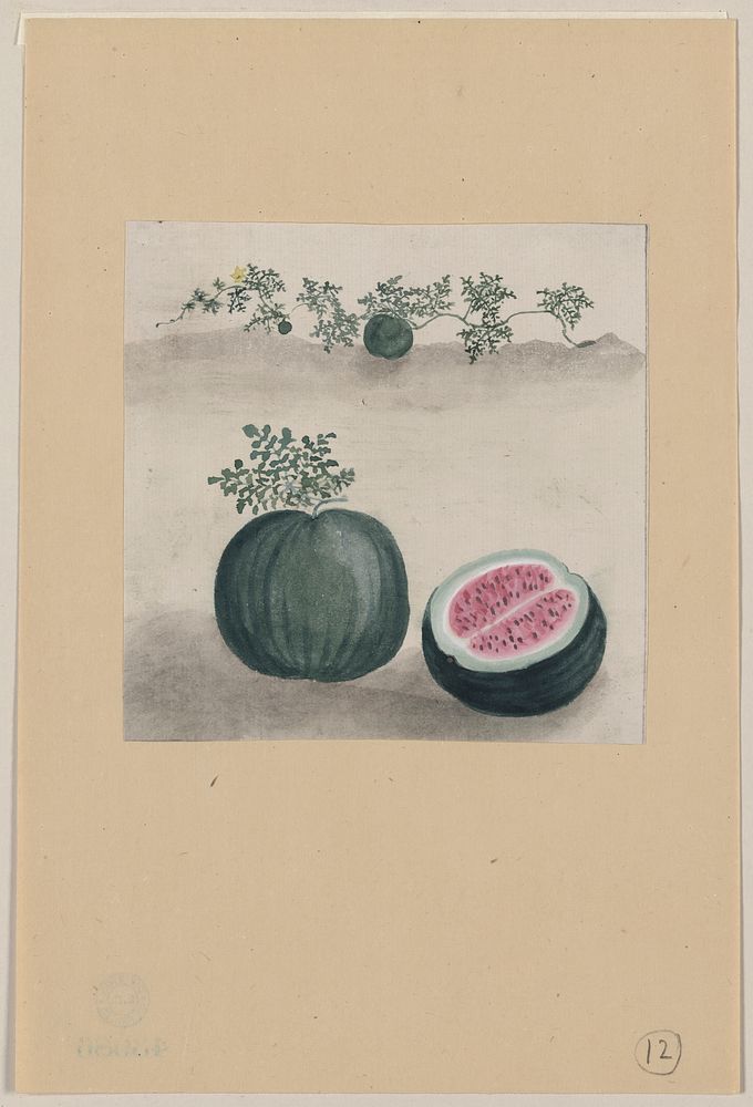[Watermelon with plant growing in the background]. Original from the Library of Congress.