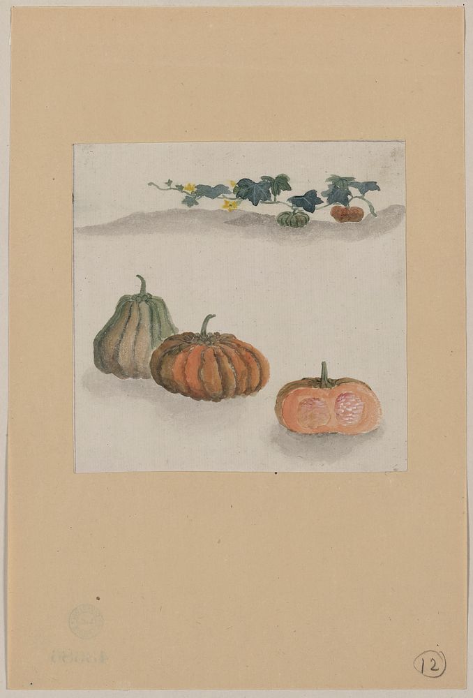[Kabocha squash with plant growing in the background]. Original from the Library of Congress.