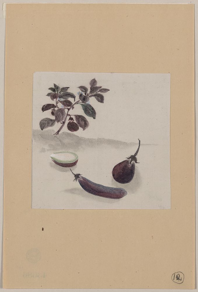 [Eggplants with plant growing in the background]. Original from the Library of Congress.