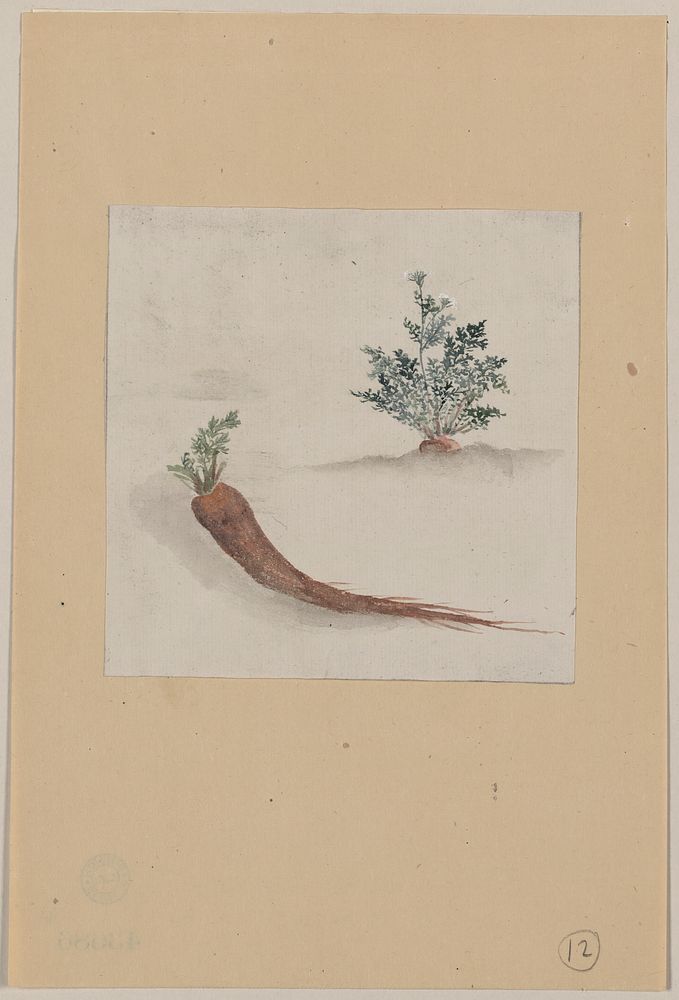 [Parsnips or carrots with plant growing in the background]. Original from the Library of Congress.
