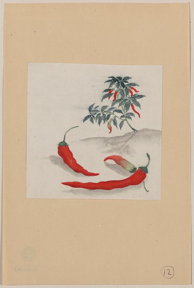 [Red peppers with plant growing in the background]. Original from the Library of Congress.