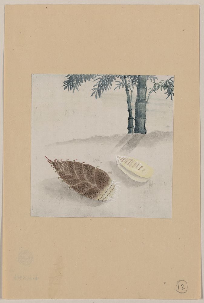 [Bamboo shoot with plant growing in the background]. Original from the Library of Congress.