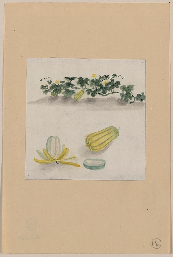 [Delicata squash with plant vines growing in the background]. Original from the Library of Congress.