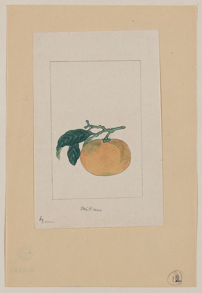 Mikan. Original from the Library of Congress.