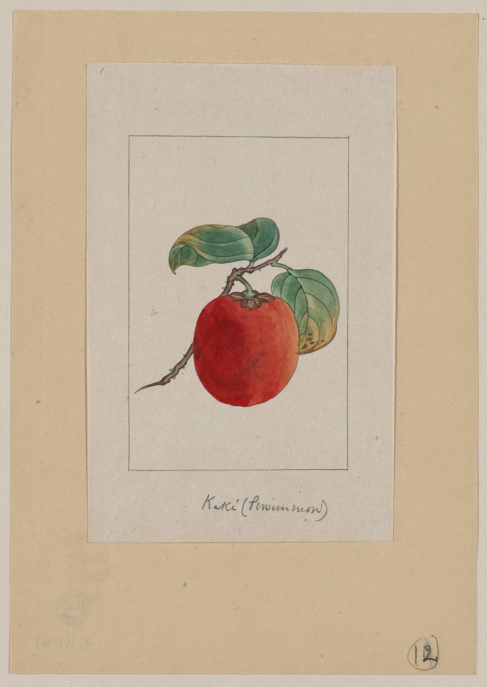 Kaki (persimmon). Original from the Library of Congress.