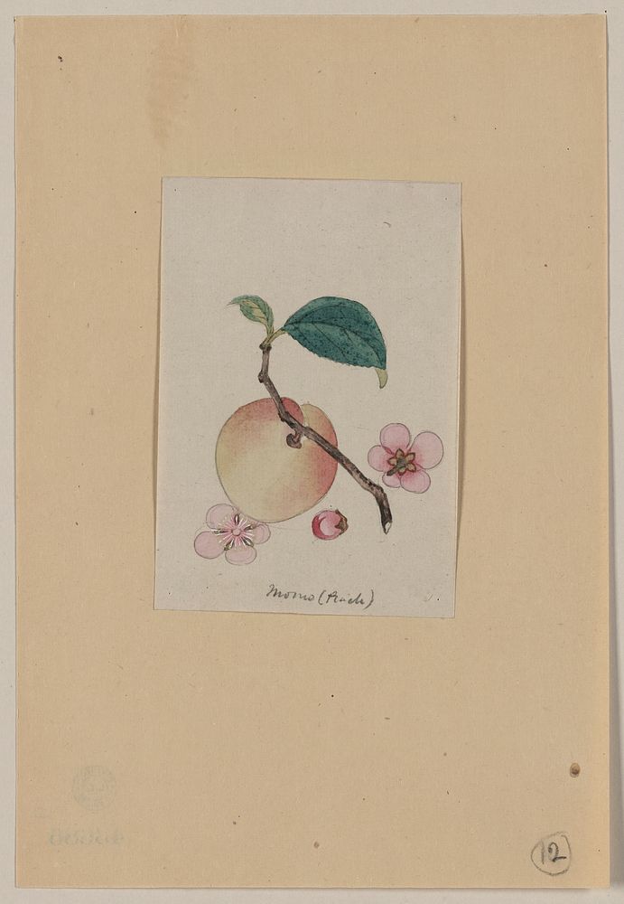Momo (peach). Original from the Library of Congress.