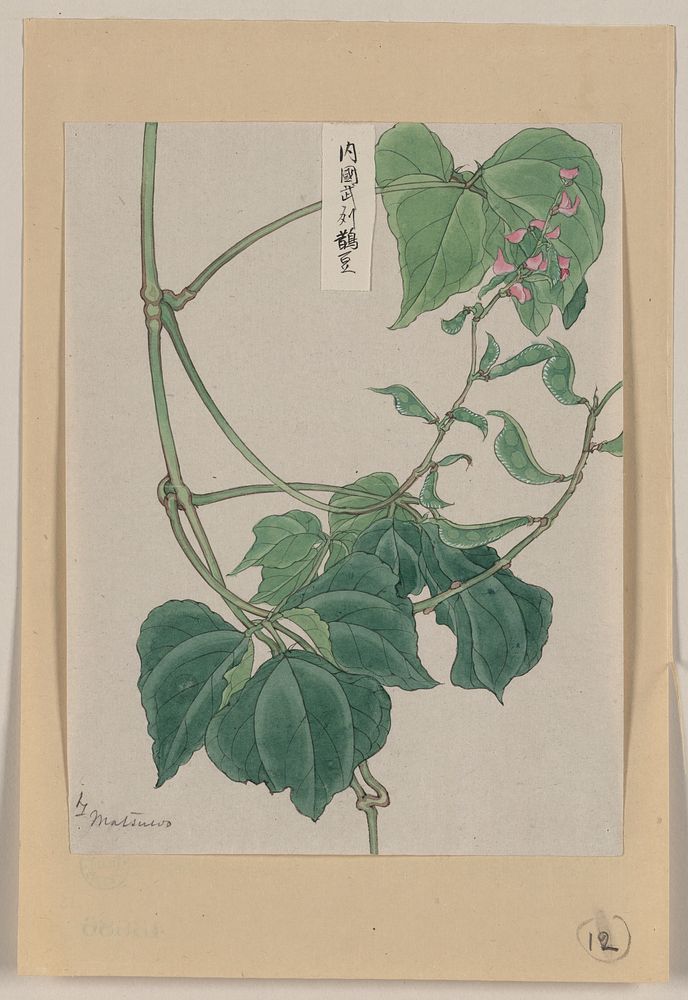 [Mame - pea or bean plant showing vine, leaves, pods, and blossoms] / Matsuwo[?].. Original from the Library of Congress.
