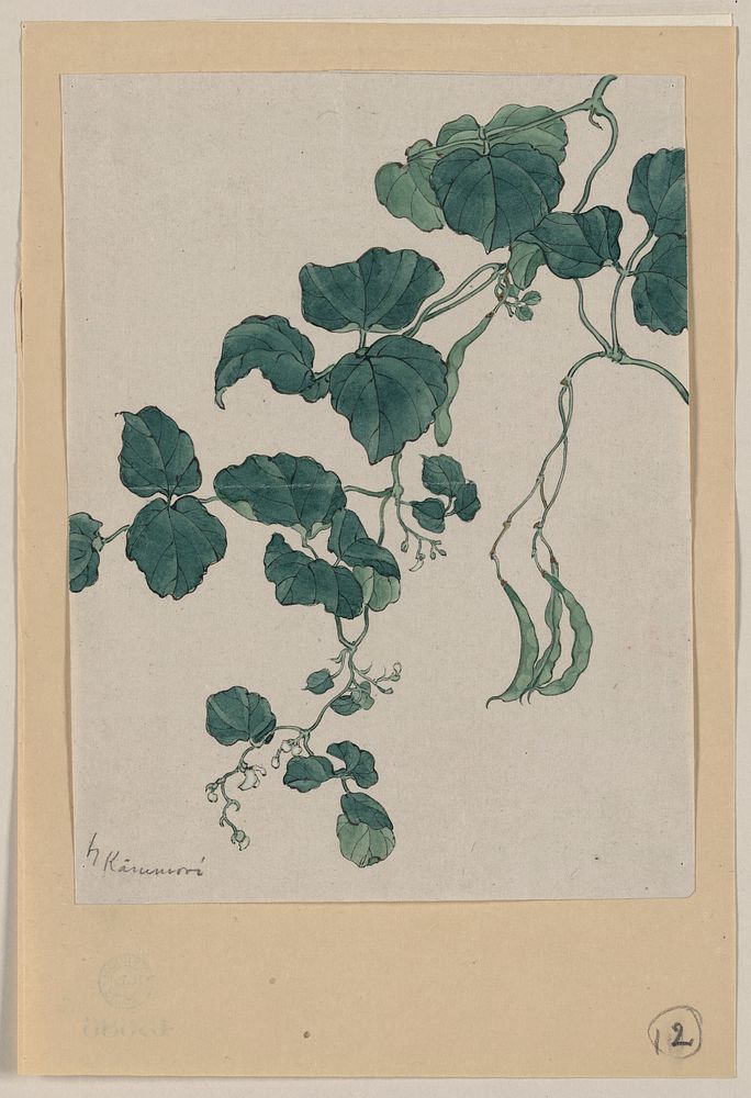 [Mame - green bean or pea plant showing vine, leaves, pods, and blossoms] / Kanemori.. Original from the Library of Congress.