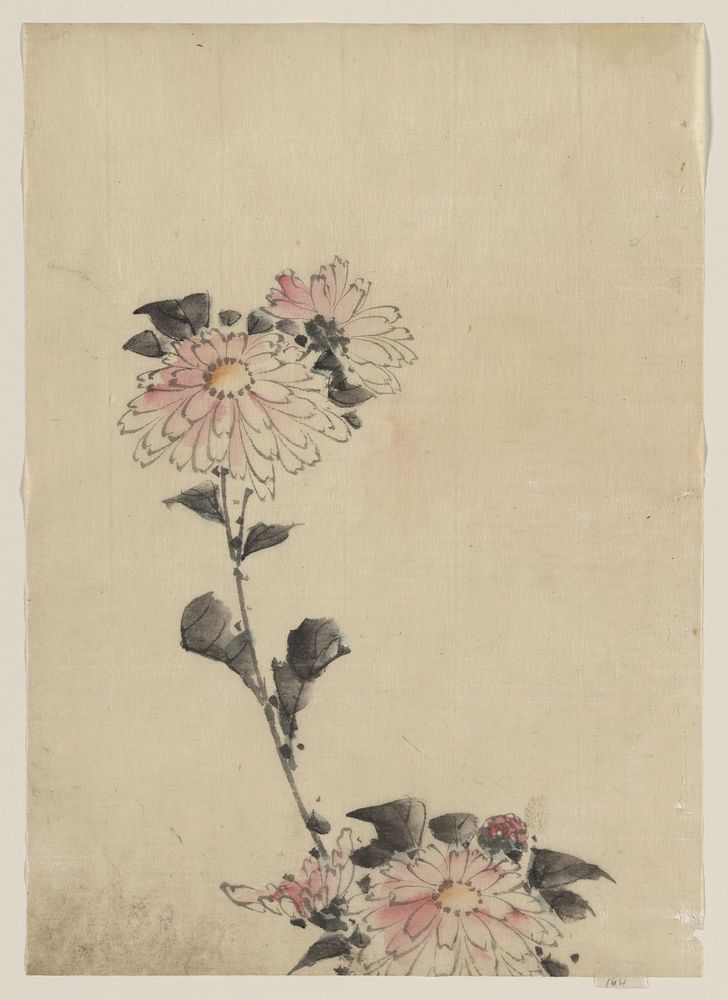 [Pink flower blossoms on low stalk and two on a tall stalk]. Original from the Library of Congress.