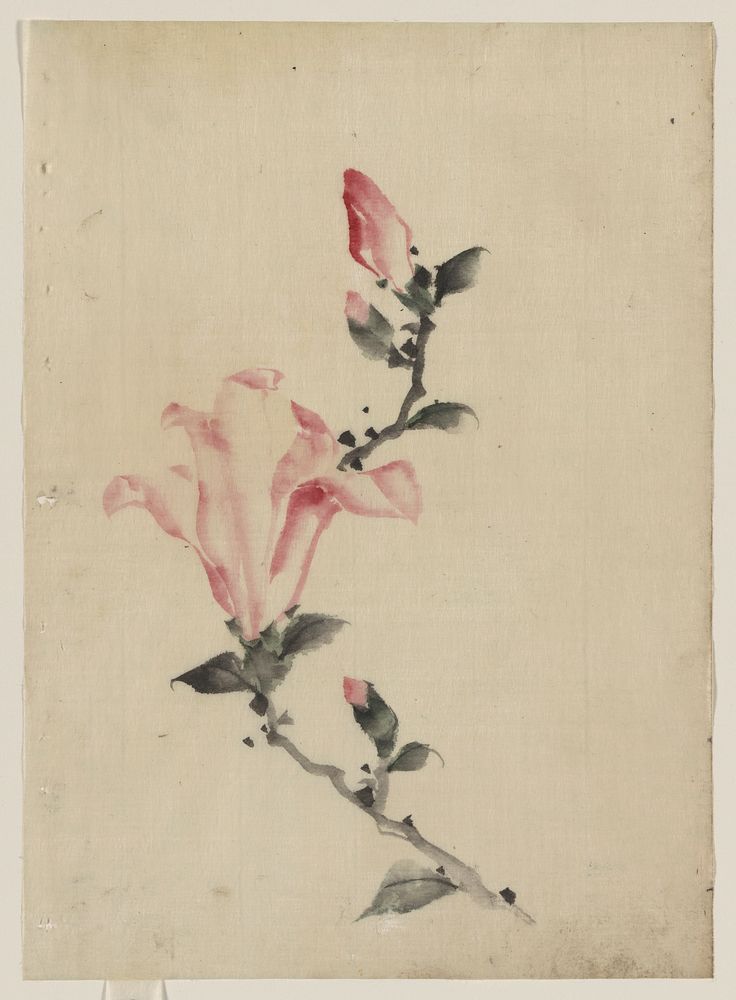 [Large pink blossom on a stem with three additional buds]. Original from the Library of Congress.