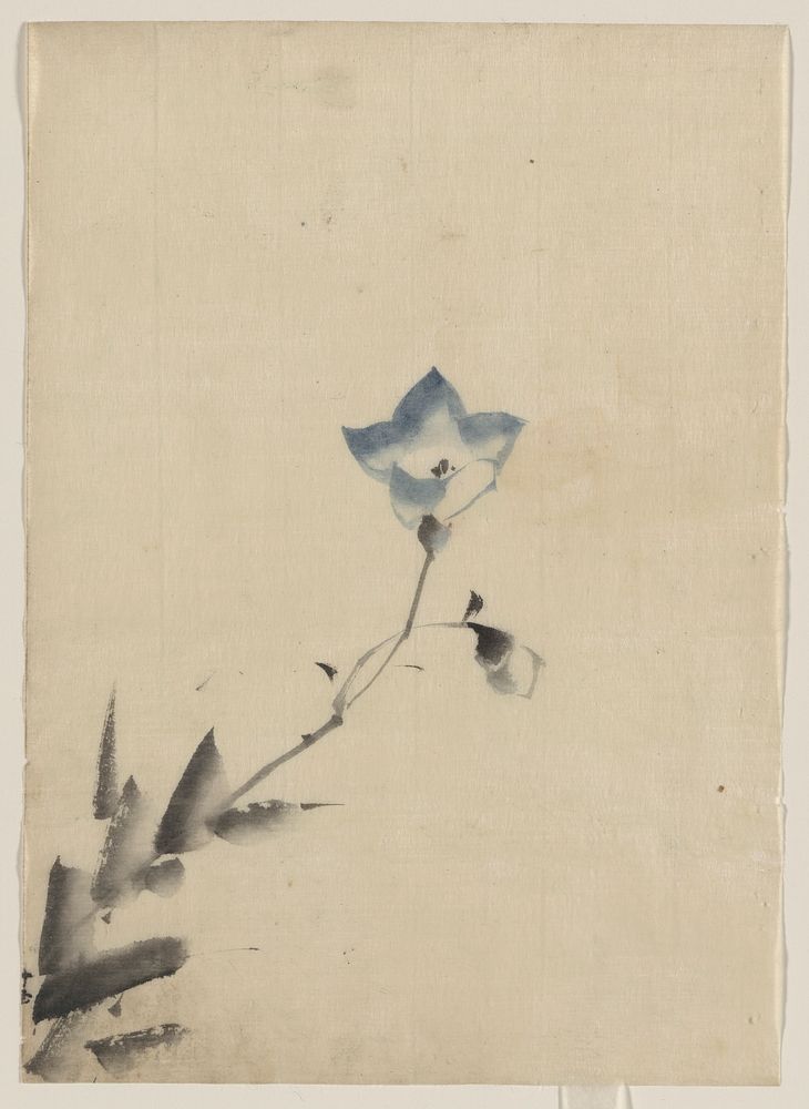 [Blue blossom at the end of a stem]. Original from the Library of Congress.