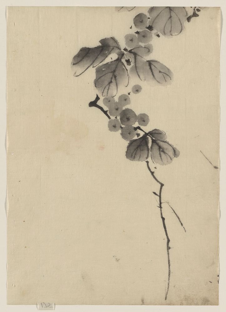 [Branch with leaves and berries]. Original from the Library of Congress.