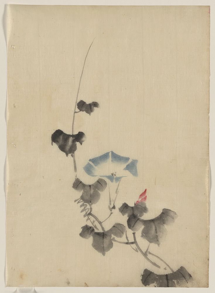 [Blue blossom of morning glory on vine]. Original from the Library of Congress.