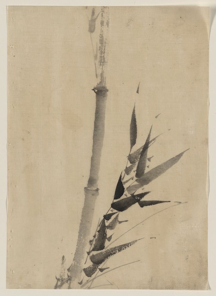 [Bamboo]. Original from the Library of Congress.