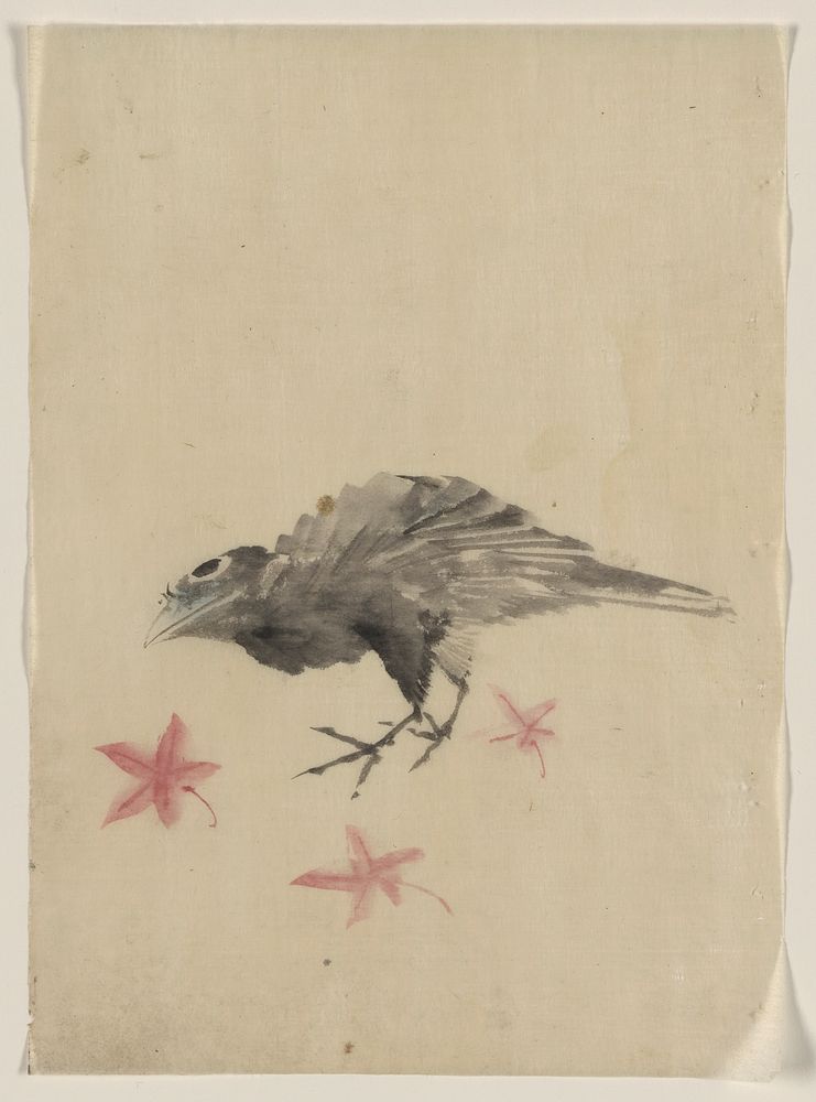[A bird, possibly crow or raven, facing left, standing among leaves with head cocked as though looking closely or…