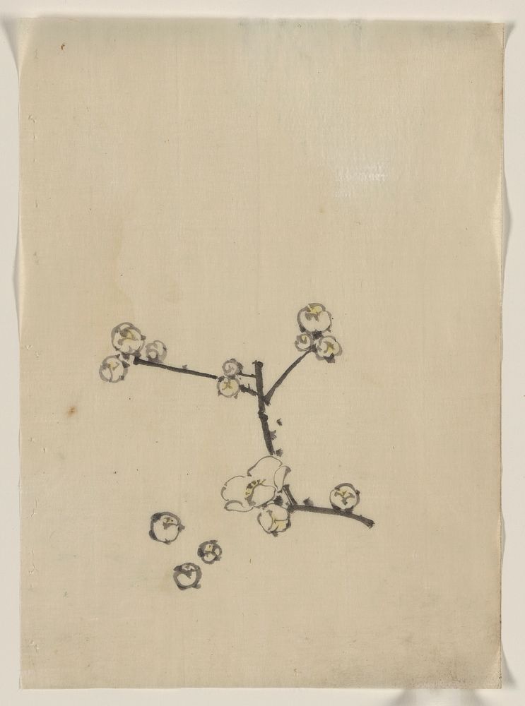 [A tree branch with blossoms]. Original from the Library of Congress.