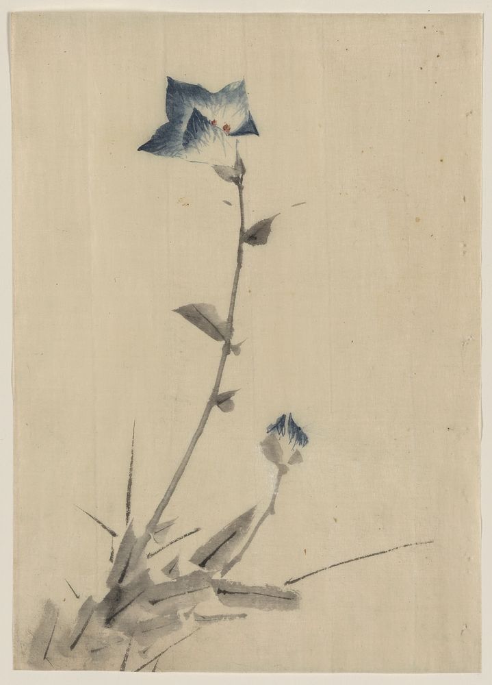 [Blue flower blossom and bud at the end of a stalk]. Original from the Library of Congress.