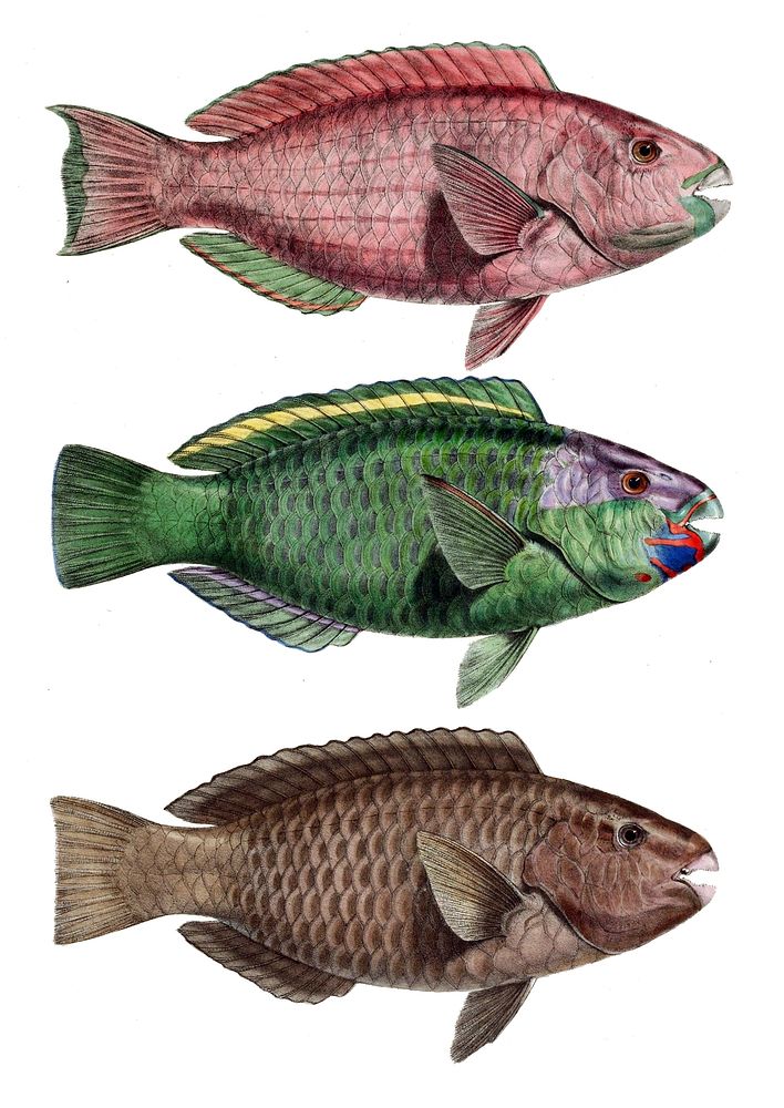 Different variety of Chlorurus troschelii Var. A Var. B Var. C.