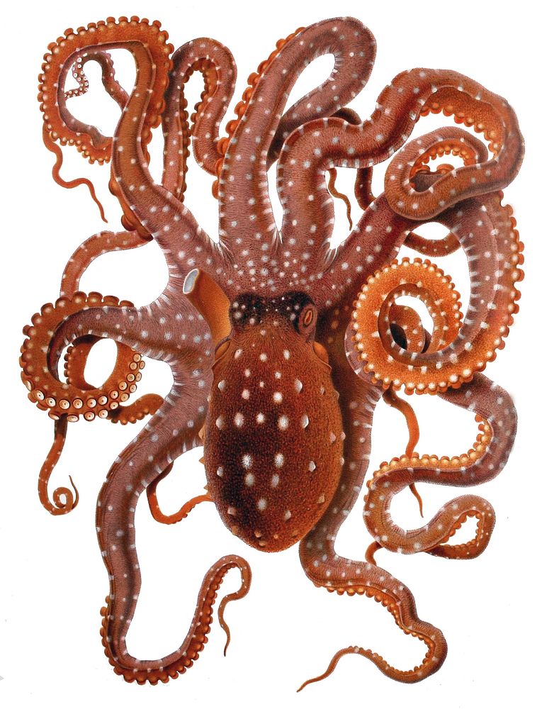 Callistoctopus macropus (White-spotted Octopus) from the Mediterranean Sea.