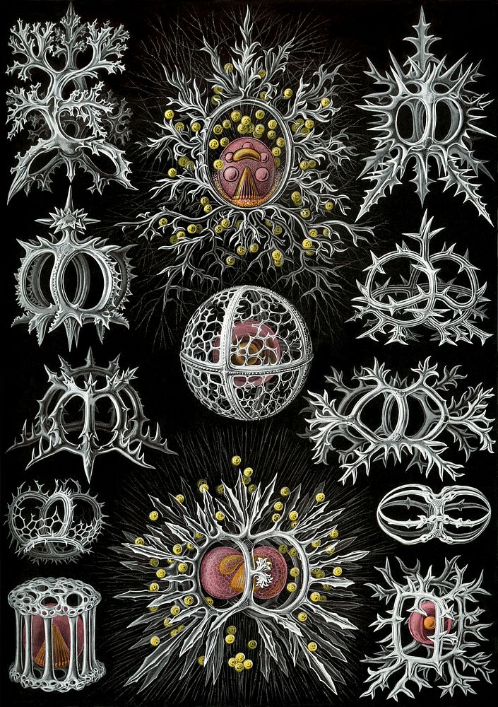 (top center): Lithocircus magnificus (Haeckel) = Lithocircus sp.?, living animal(top left): Semantis sigillum (Haeckel) =…