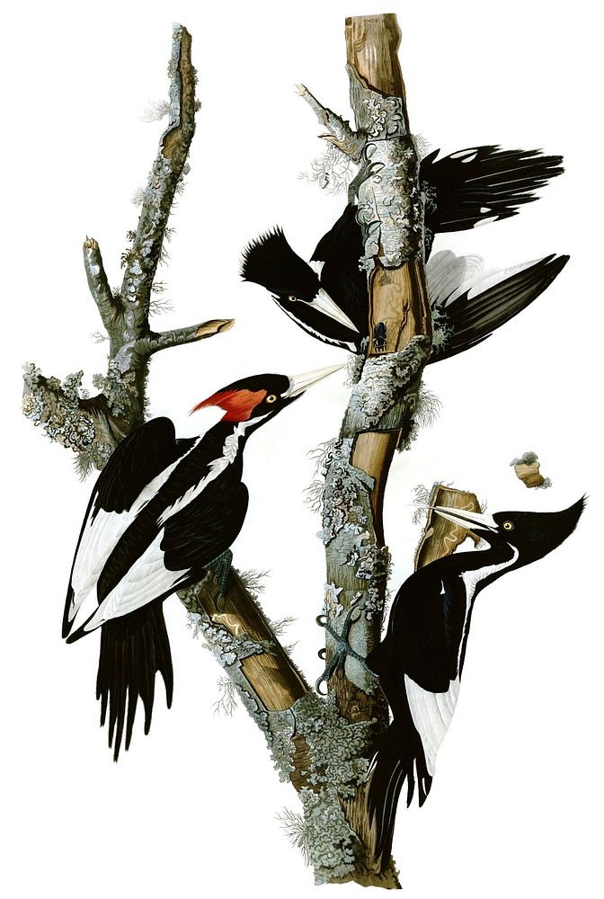 Edited version of Plate 66 of Birds of America by John James Audubon depicting Ivory-billed Woodpecker. Hand-colored…