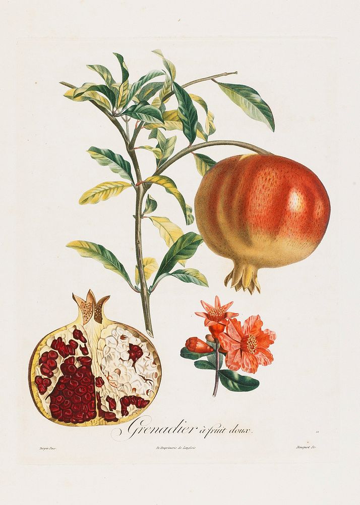 Grenadier a fruit doux, from Traite des Arbres Fruitiers (1807&ndash;1835) painting in high resolution by P. Jean Turpin.…