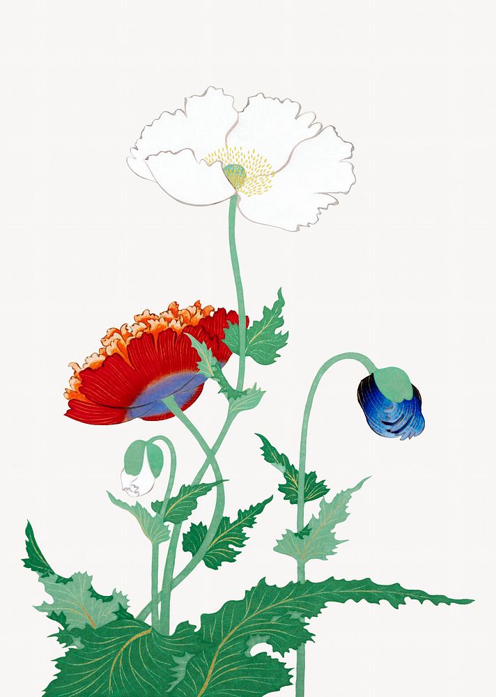 Japanese poppies.   Remastered by rawpixel. 