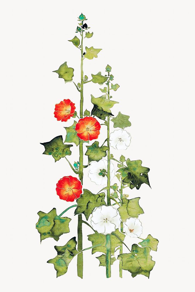 Japanese hollyhock.   Remastered by rawpixel. 