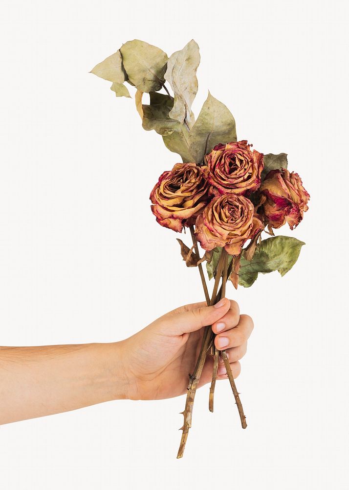 Hand holding dried roses, off white design