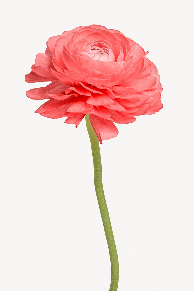 Pink ranunculus flower, isolated botanical image psd