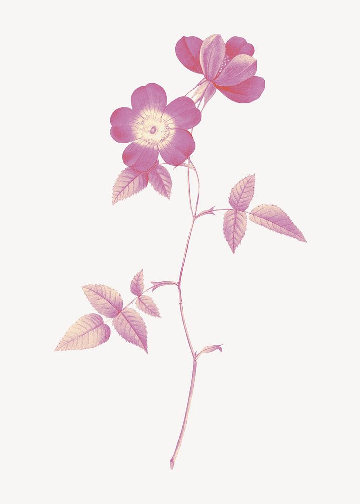 Vintage flower illustration, Japanese camellia collage element psd