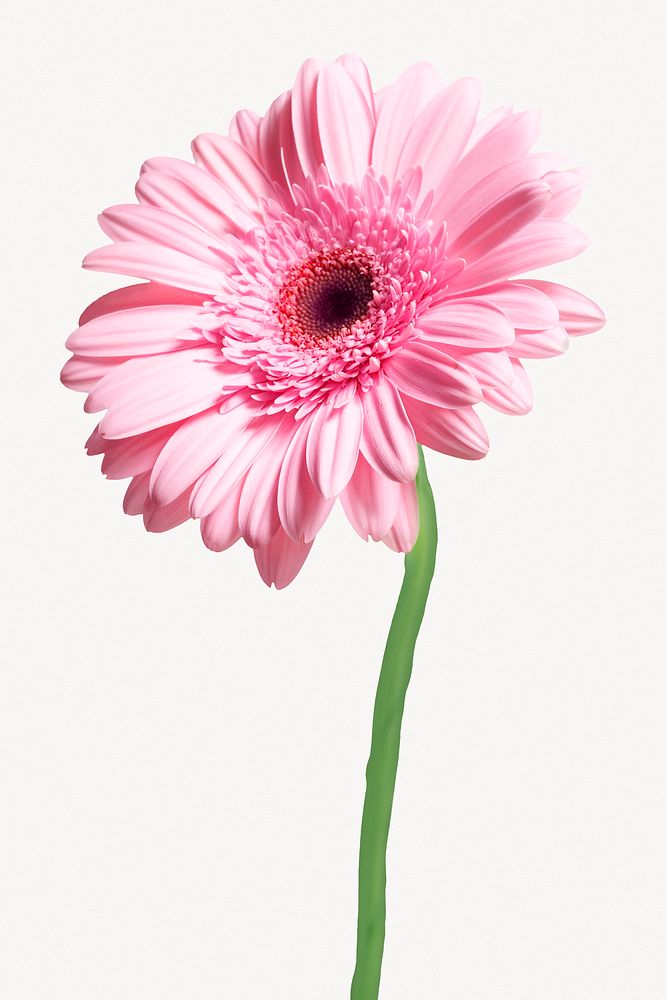 Pink daisy flower, botanical collage element