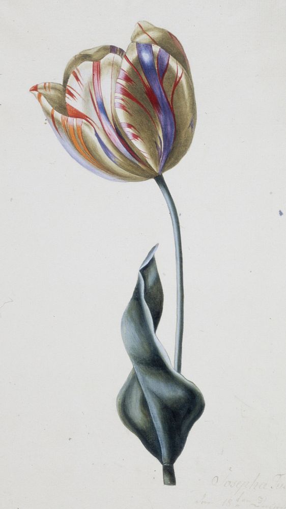Tulipa gesneriana (Didier's Tulip) (1815) painting in high resolution by Josepha Tusch. Original from the Minneapolis…