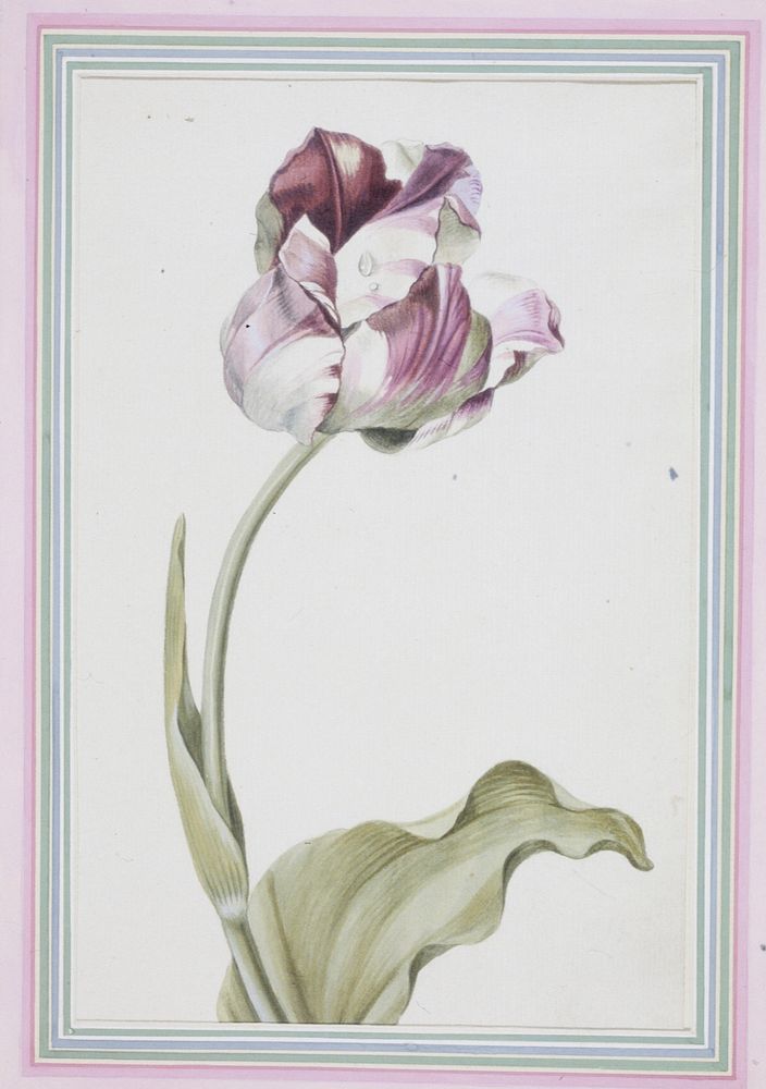 Tulipa gesneriana (Didier's Tulip) (1816) painting in high resolution by Josepha Tusch. Original from the Minneapolis…