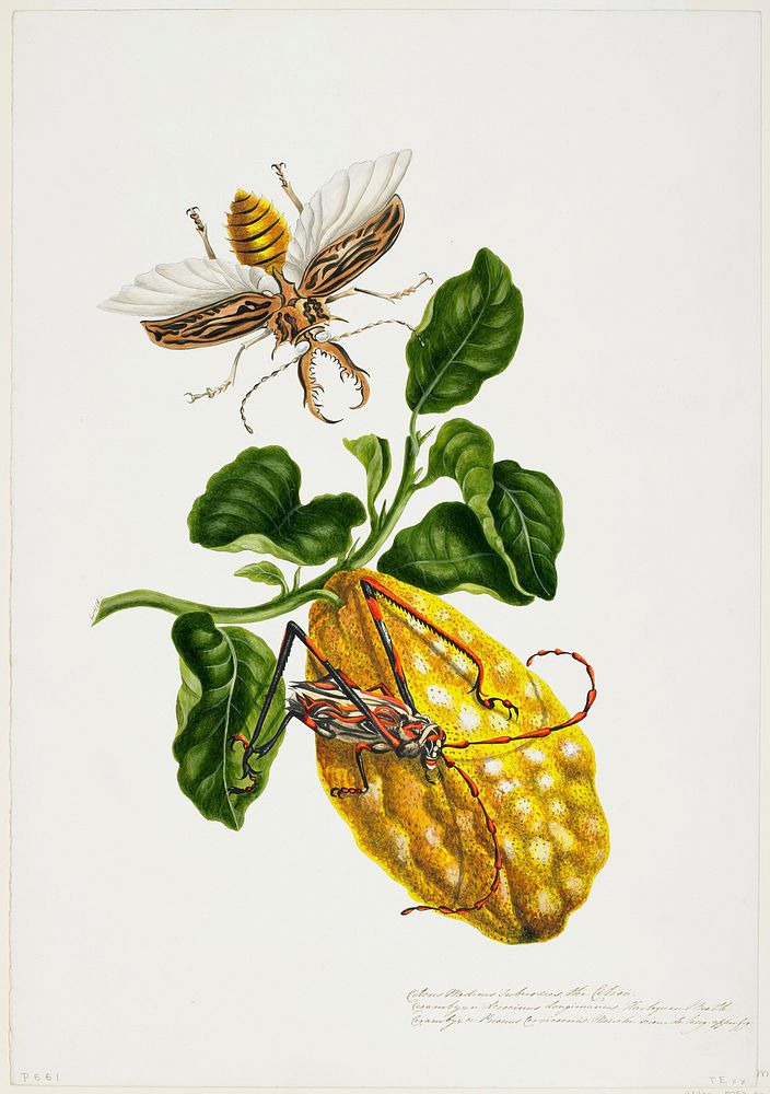 The Citron and Insects during 19th century painting in high resolution by Priscilla Susan Bury. Original from the…