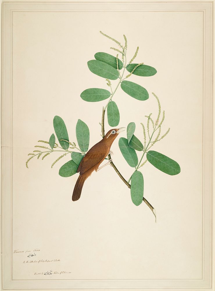 Hwamei on Terminalia Branch (1780) painting in high resolution by Sheikh Zainuddin. Original from the Minneapolis Institute…